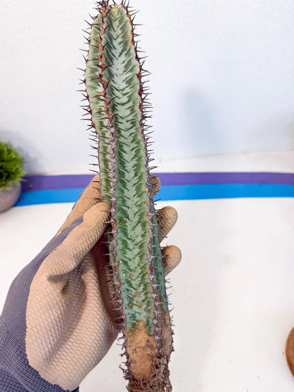 Euphorb Confinalis ssp. Rhodesia (002) | Rare Succulent