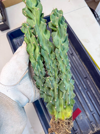 Cereus Peruvianus Monstrosus (rr) | Rare Cactus