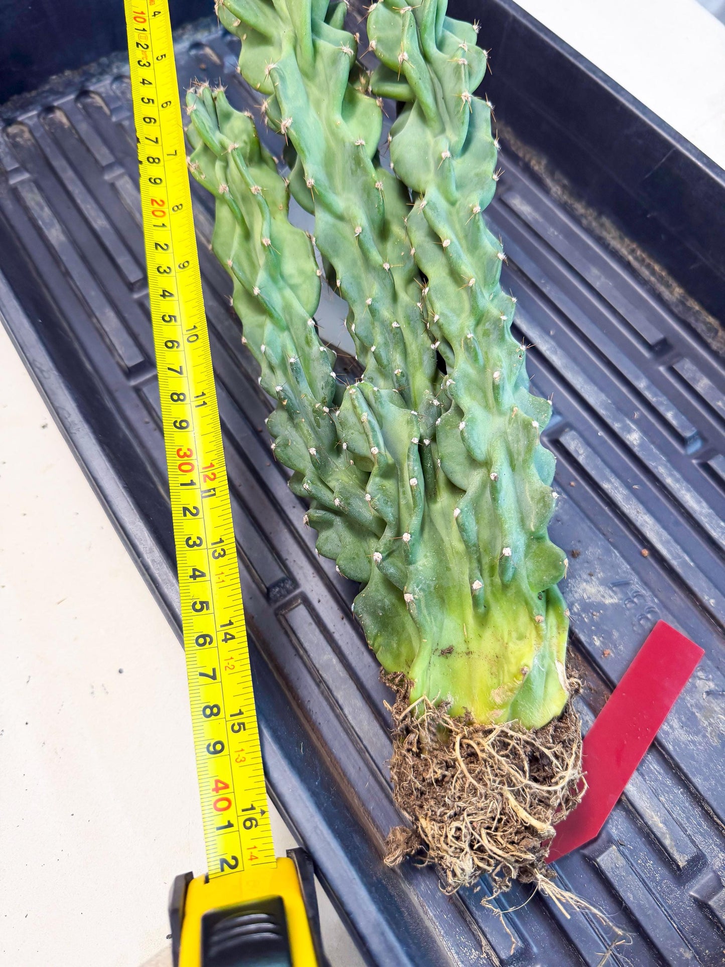Cereus Peruvianus Monstrosus (rr) | Rare Cactus