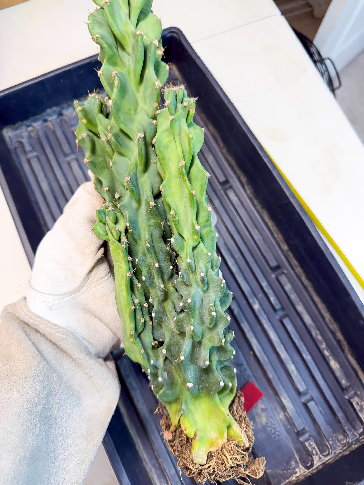 Cereus Peruvianus Monstrosus (rr) | Rare Cactus