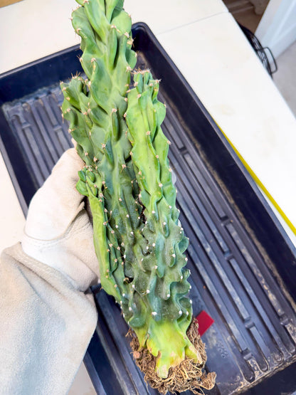Cereus Peruvianus Monstrosus (rr) | Rare Cactus