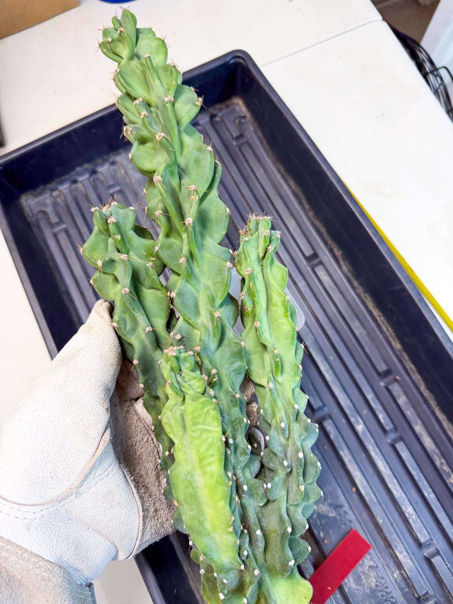 Cereus Peruvianus Monstrosus (rr) | Rare Cactus