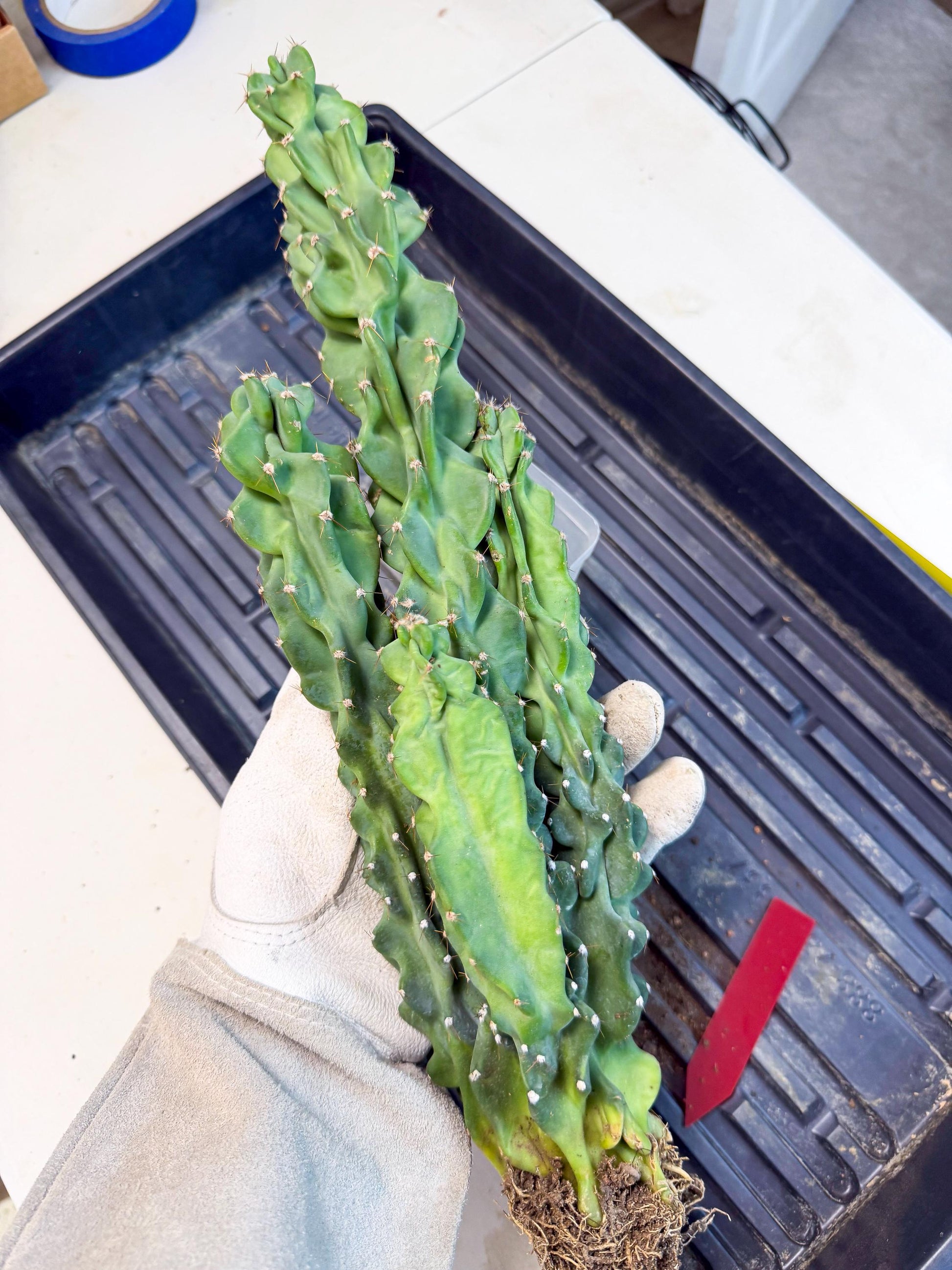 Cereus Peruvianus Monstrosus (rr) | Rare Cactus