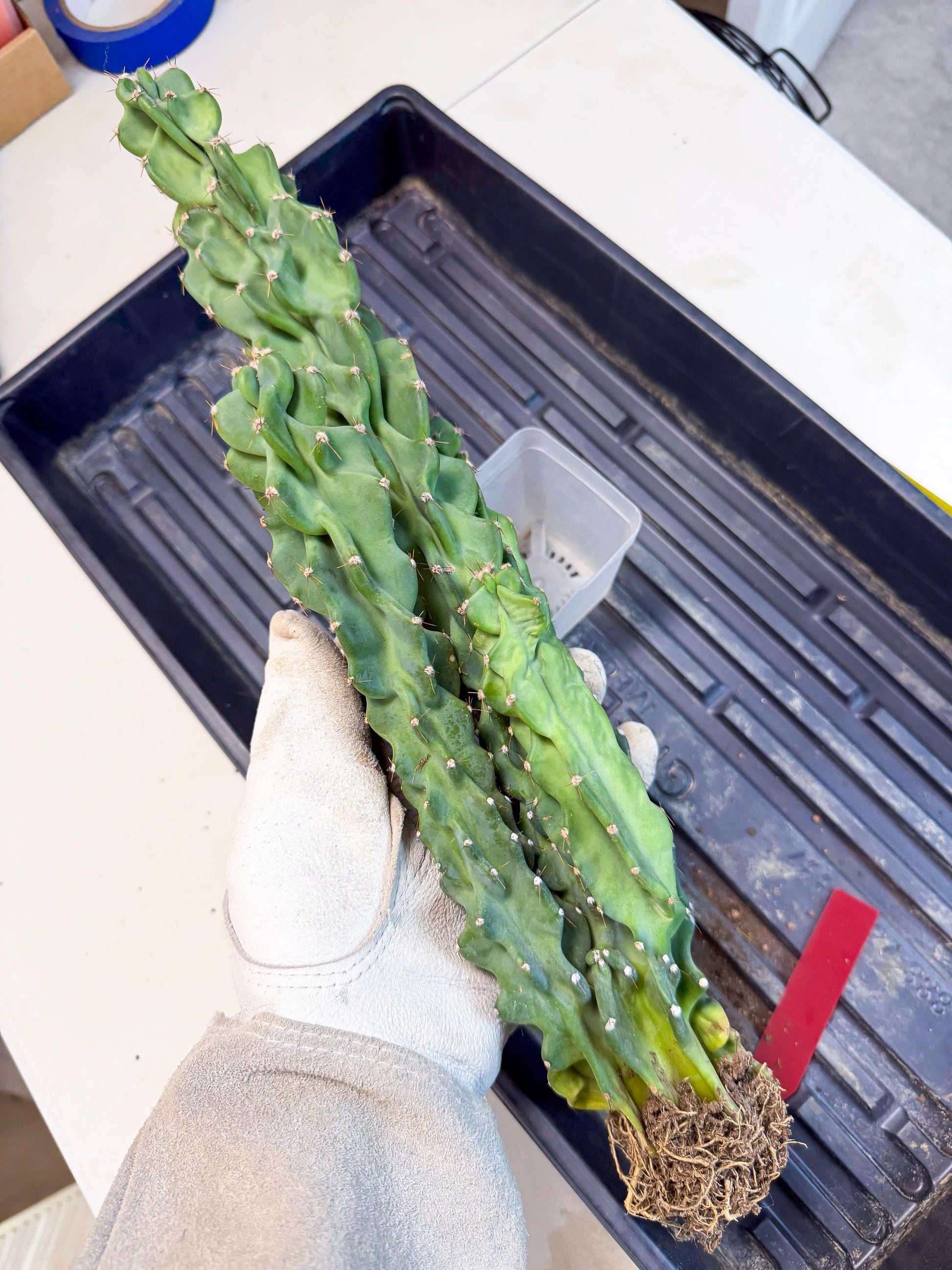 Cereus Peruvianus Monstrosus (rr) | Rare Cactus