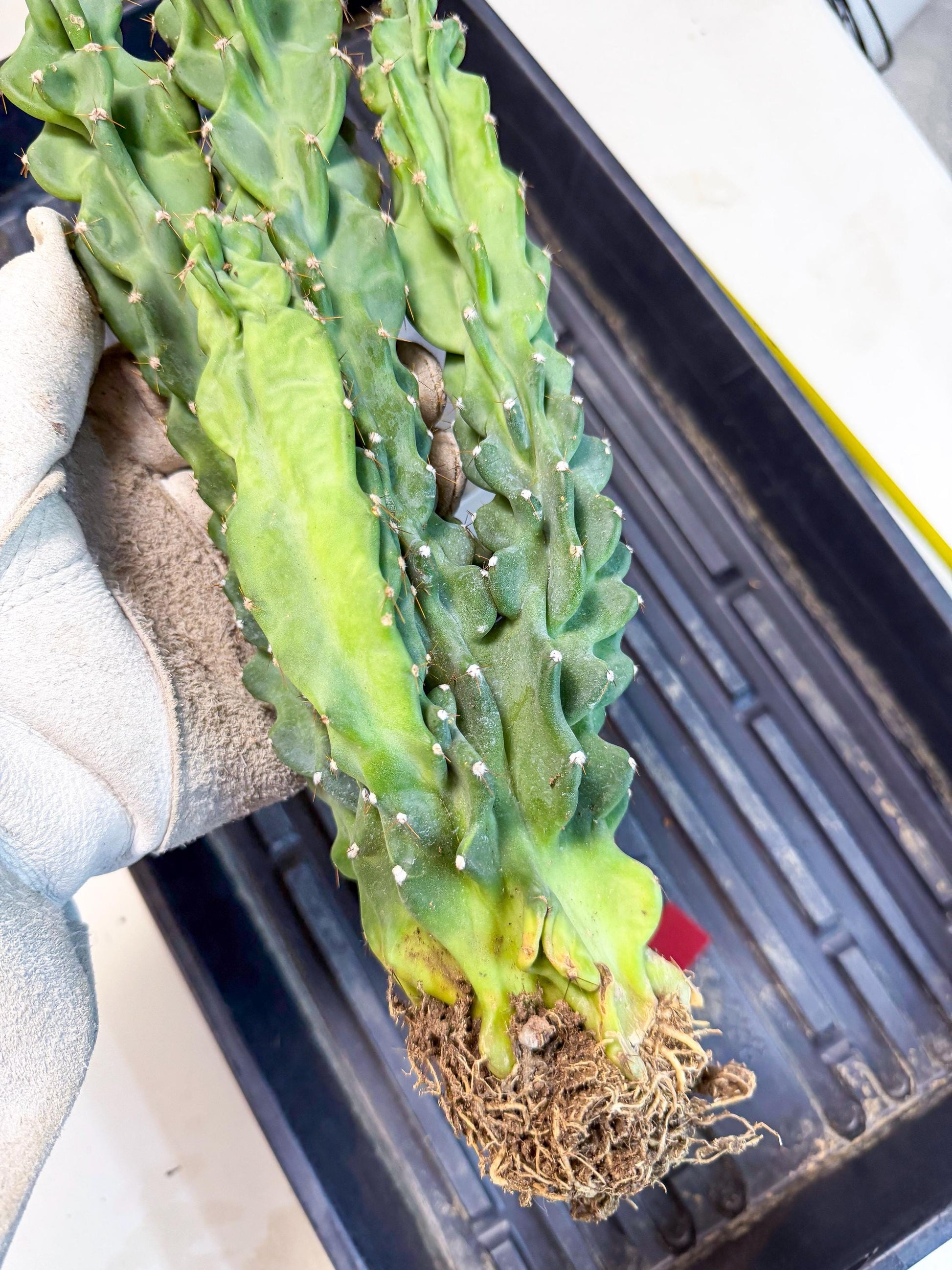 Cereus Peruvianus Monstrosus (rr) | Rare Cactus