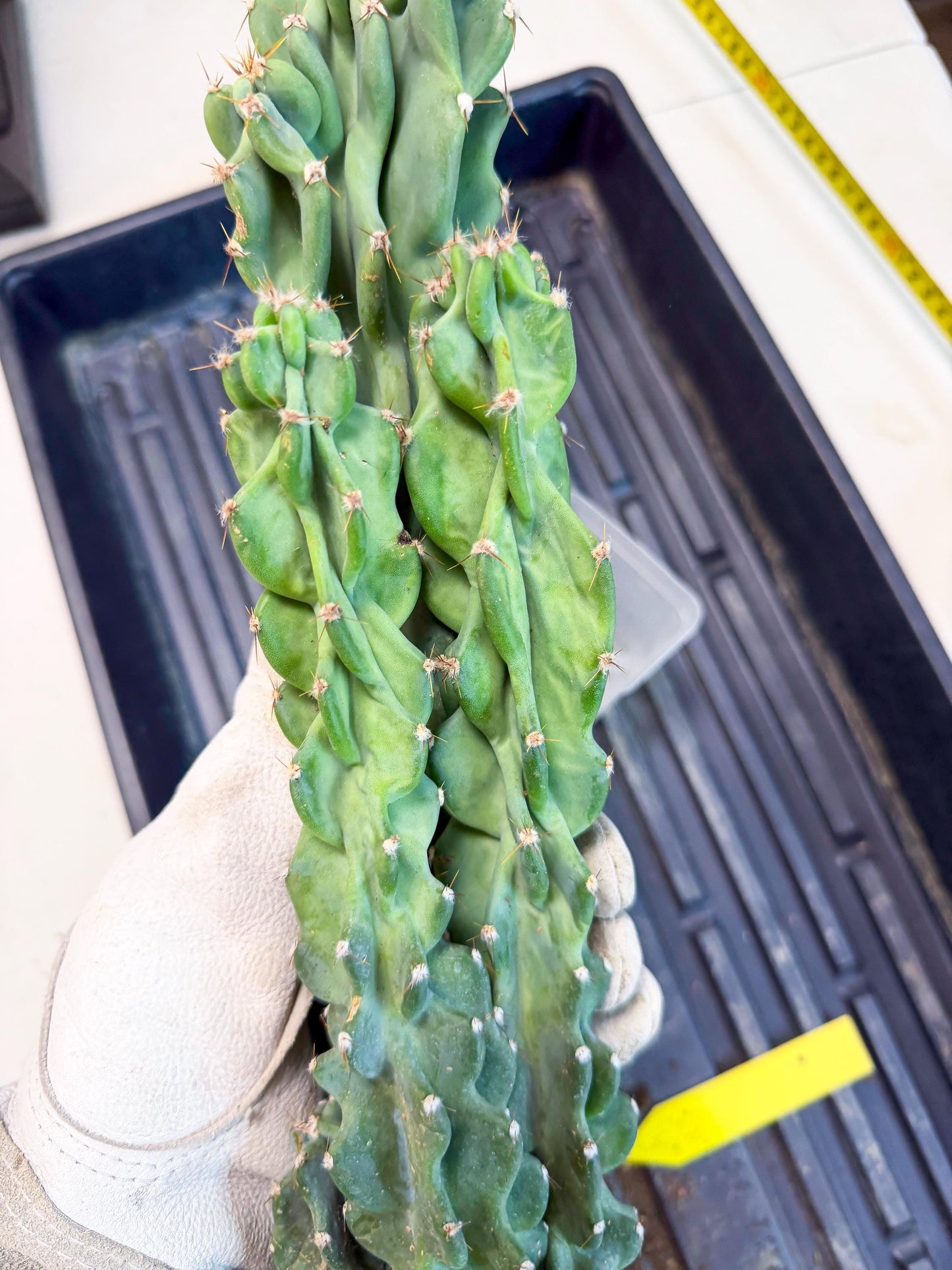 Cereus Peruvianus Monstrosus (yy) | Rare Cactus