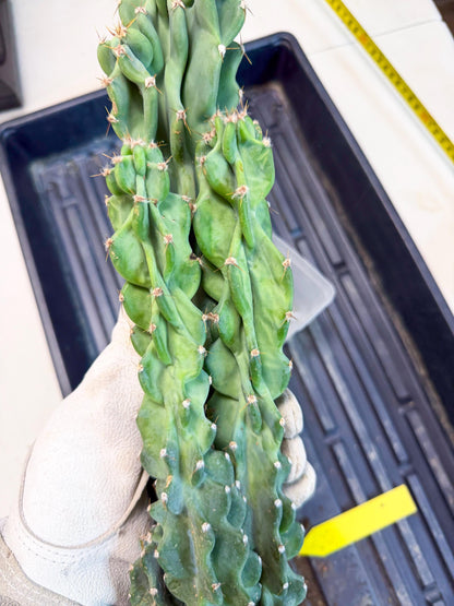 Cereus Peruvianus Monstrosus (yy) | Rare Cactus