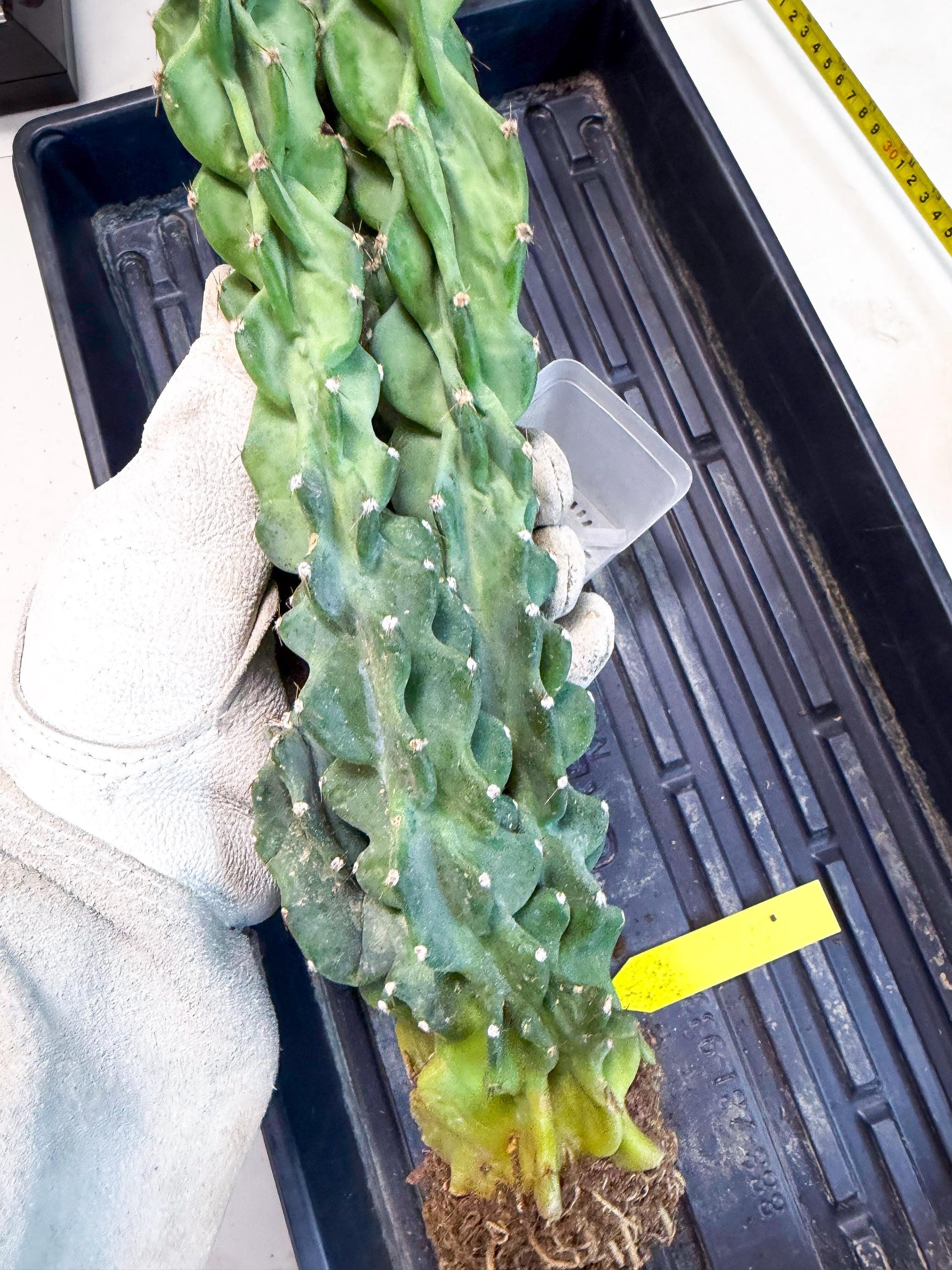 Cereus Peruvianus Monstrosus (yy) | Rare Cactus