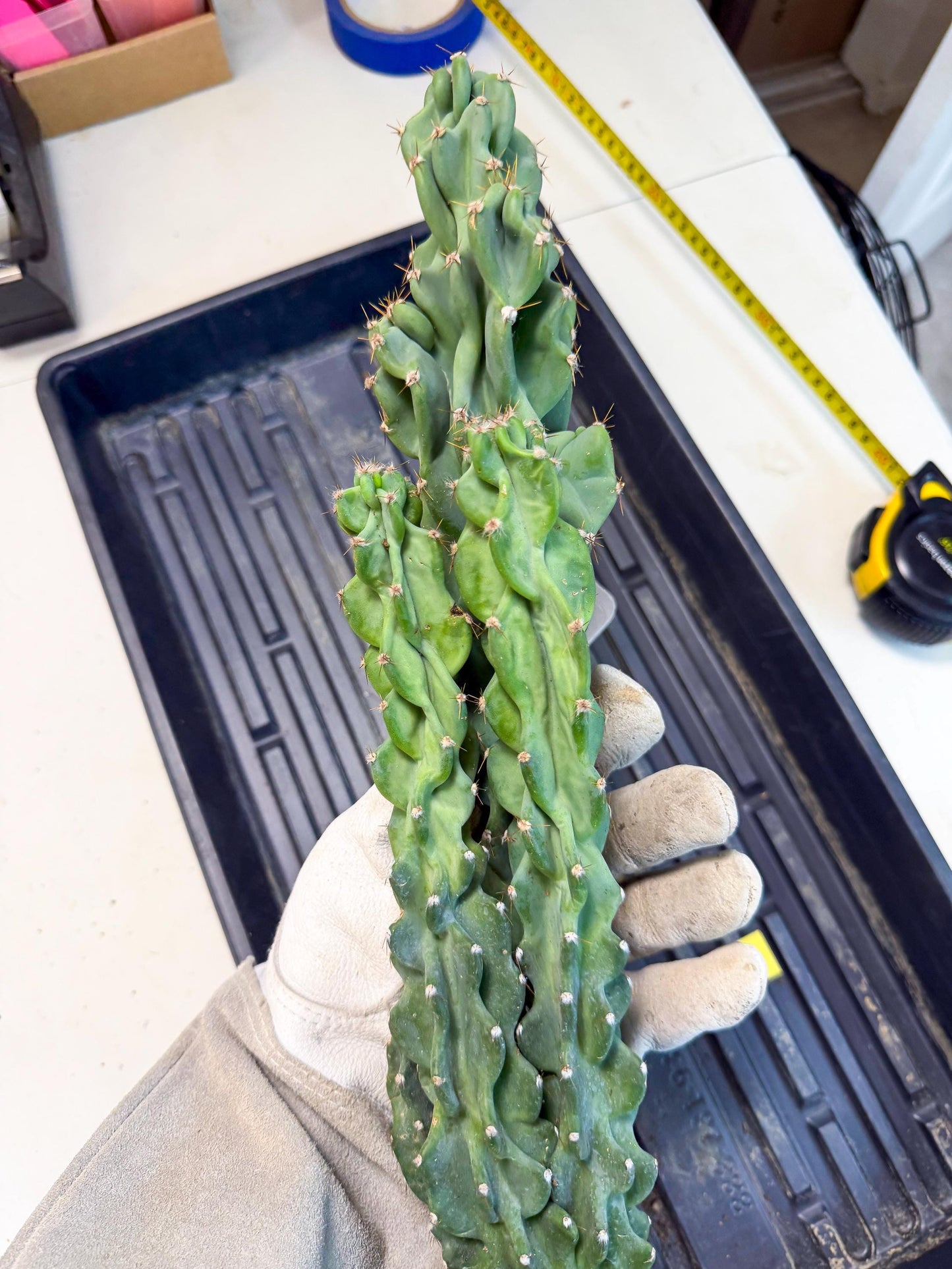 Cereus Peruvianus Monstrosus (yy) | Rare Cactus