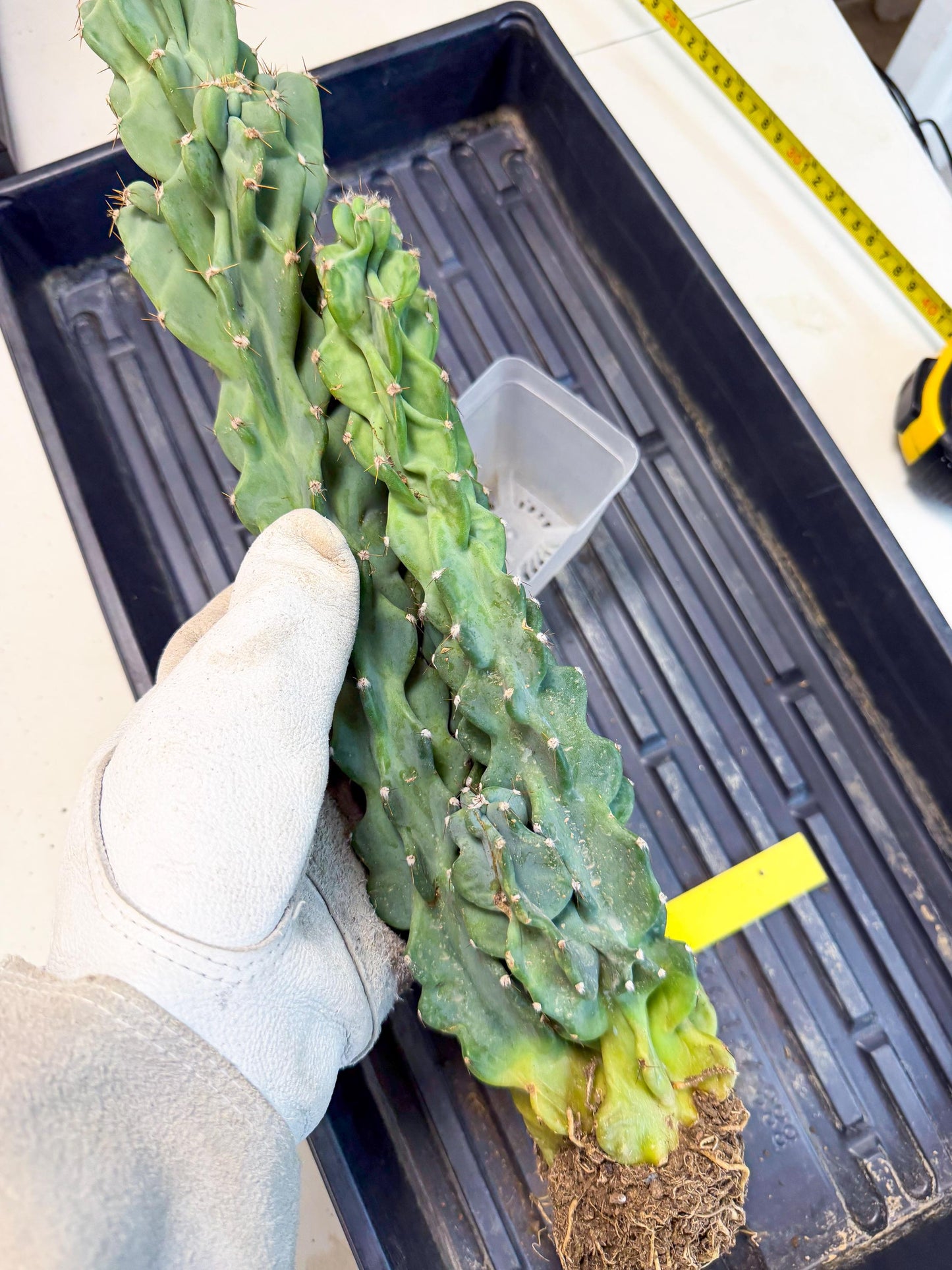 Cereus Peruvianus Monstrosus (yy) | Rare Cactus