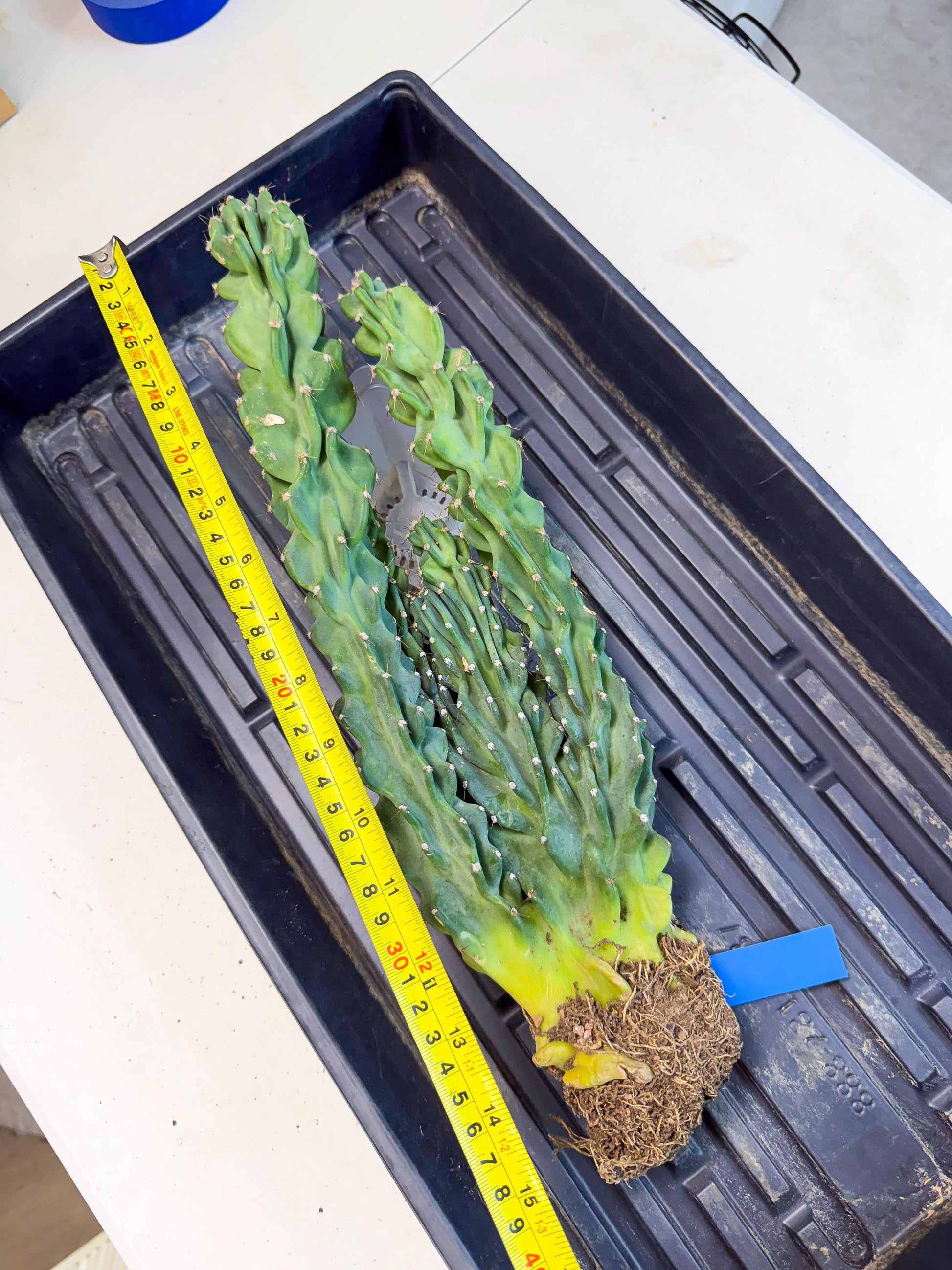 Cereus Peruvianus Monstrosus (bb) | Rare Cactus