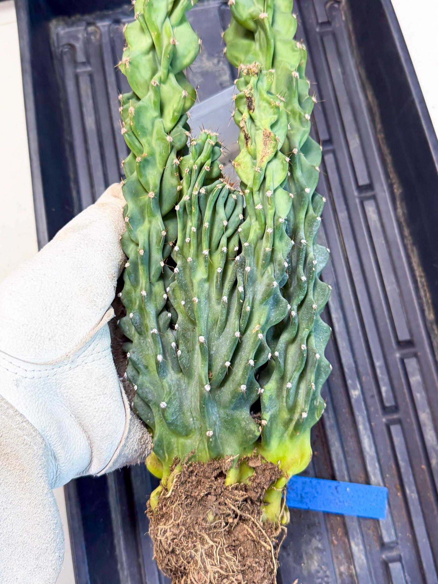 Cereus Peruvianus Monstrosus (bb) | Rare Cactus