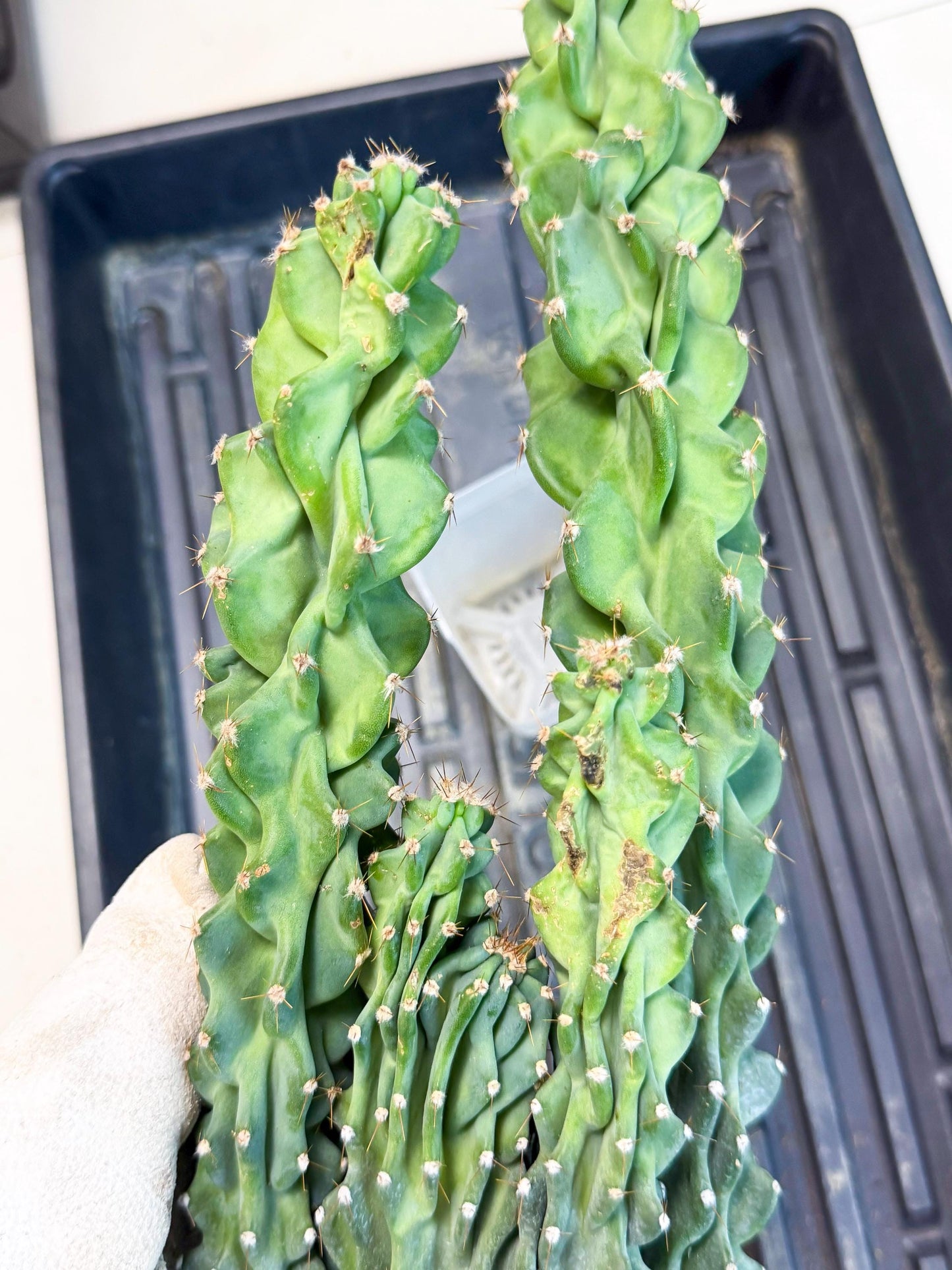 Cereus Peruvianus Monstrosus (bb) | Rare Cactus