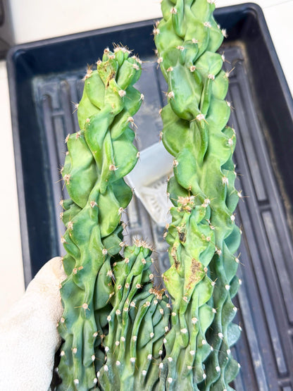 Cereus Peruvianus Monstrosus (bb) | Rare Cactus