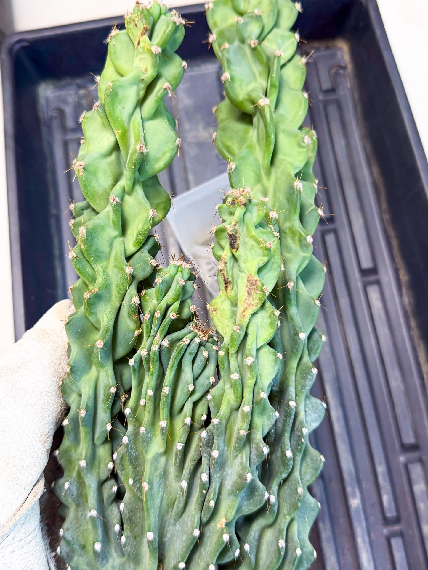 Cereus Peruvianus Monstrosus (bb) | Rare Cactus