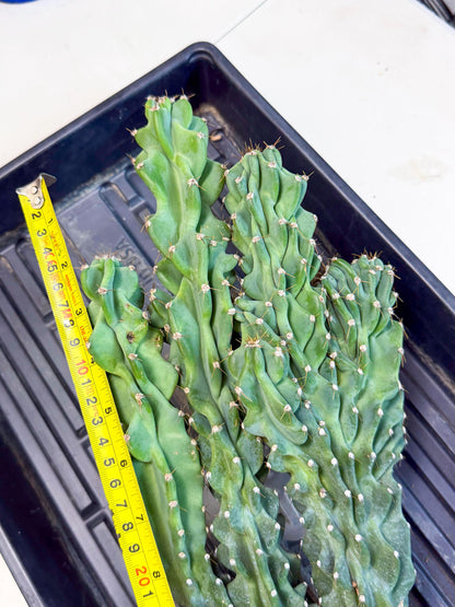 Cereus Peruvianus Monstrosus (gg) | Rare Cactus