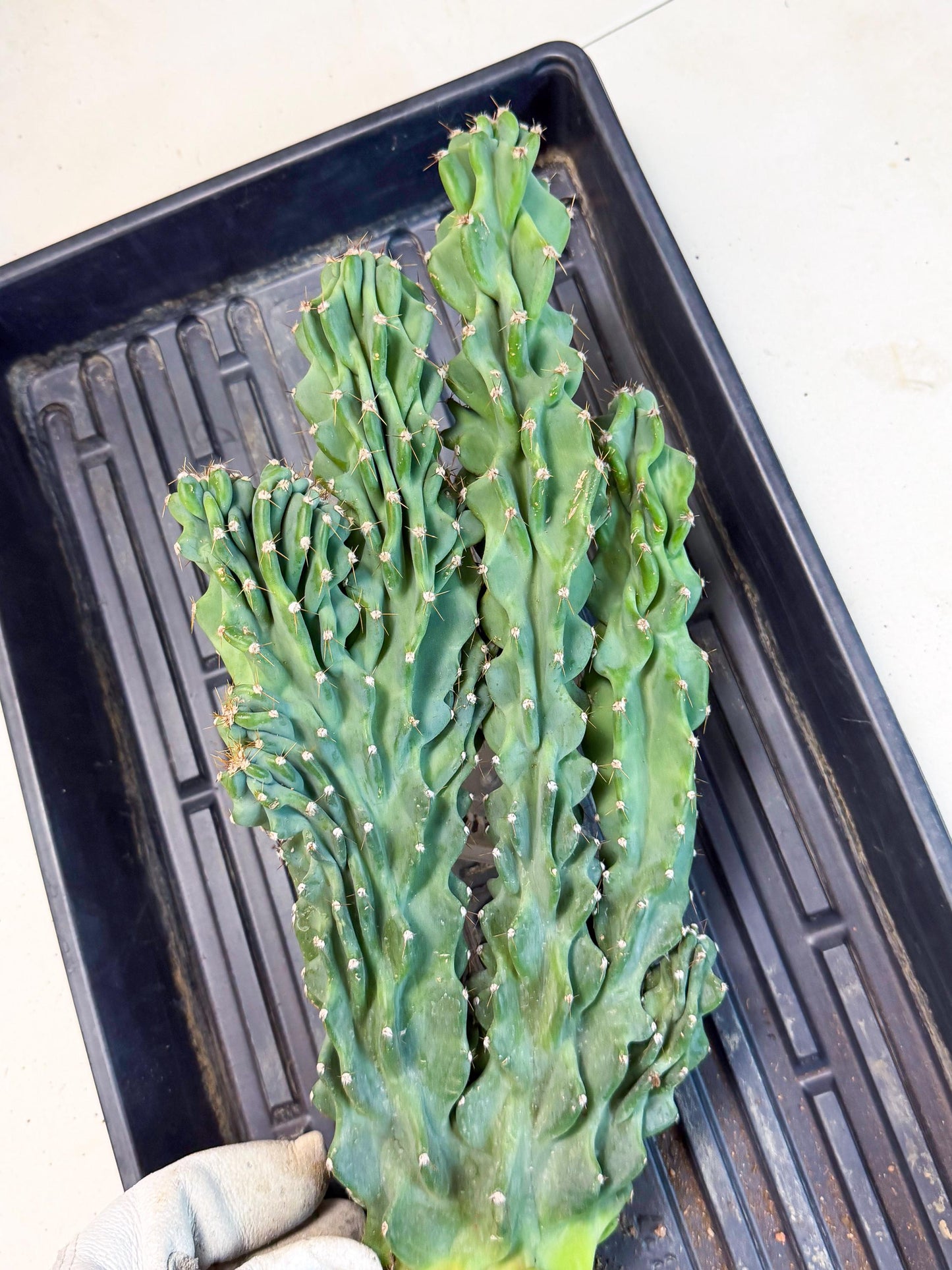 Cereus Peruvianus Monstrosus (gg) | Rare Cactus