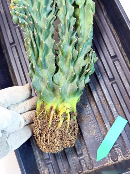 Cereus Peruvianus Monstrosus (gg) | Rare Cactus