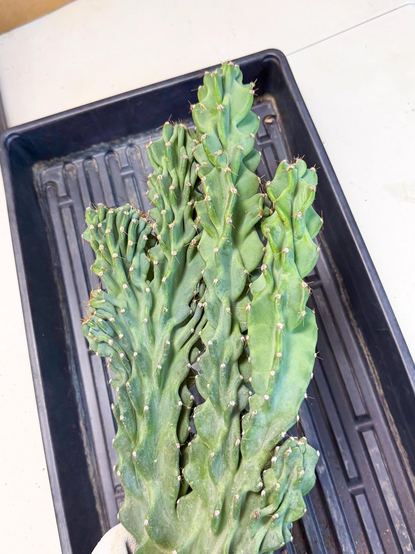 Cereus Peruvianus Monstrosus (gg) | Rare Cactus