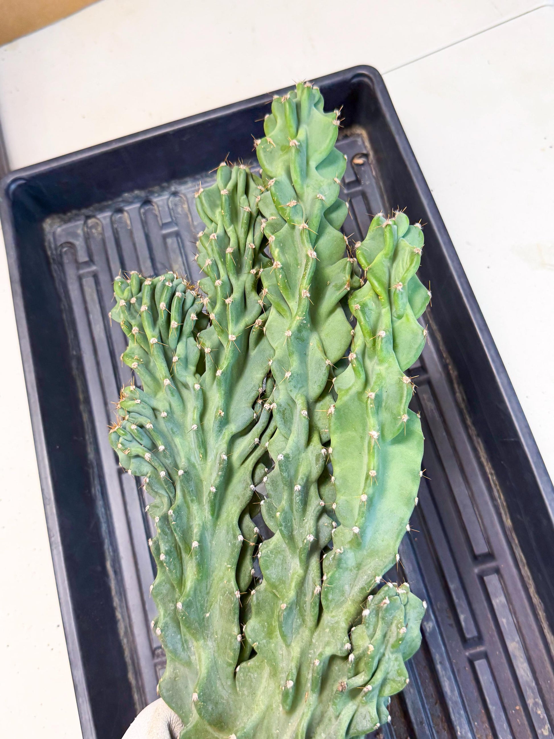 Cereus Peruvianus Monstrosus (gg) | Rare Cactus
