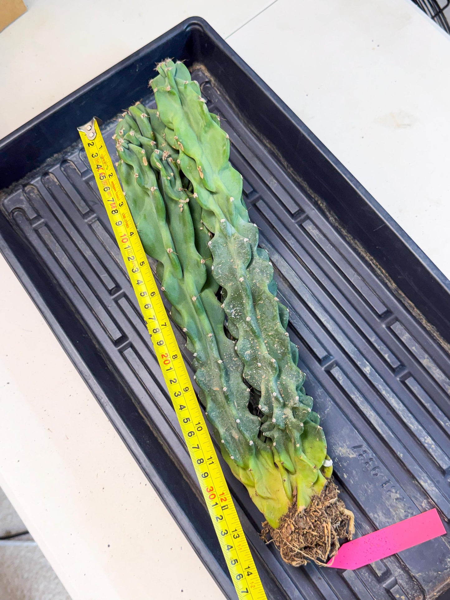 Cereus Peruvianus Monstrosus (pp) | Rare Cactus