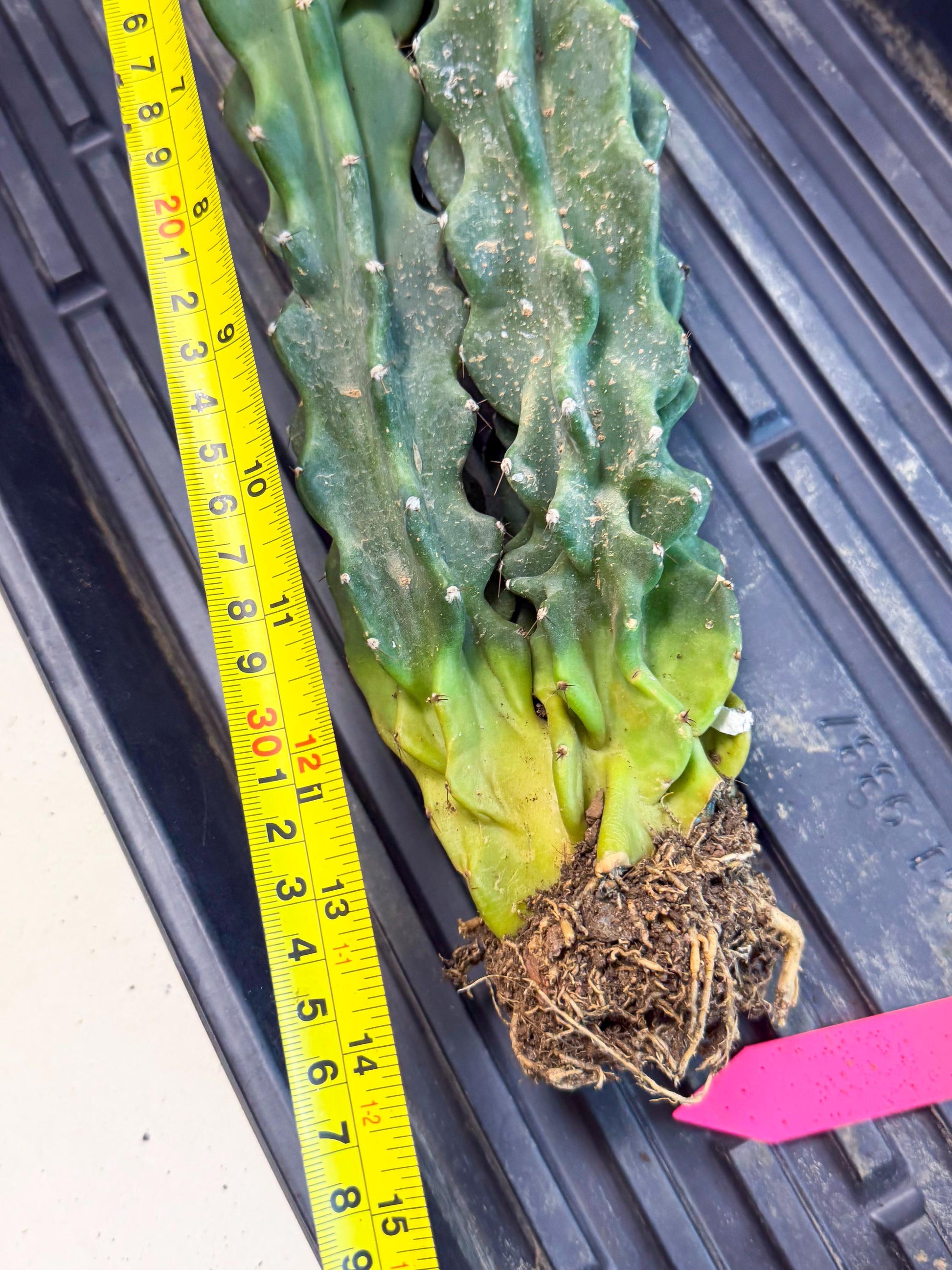 Cereus Peruvianus Monstrosus (pp) | Rare Cactus