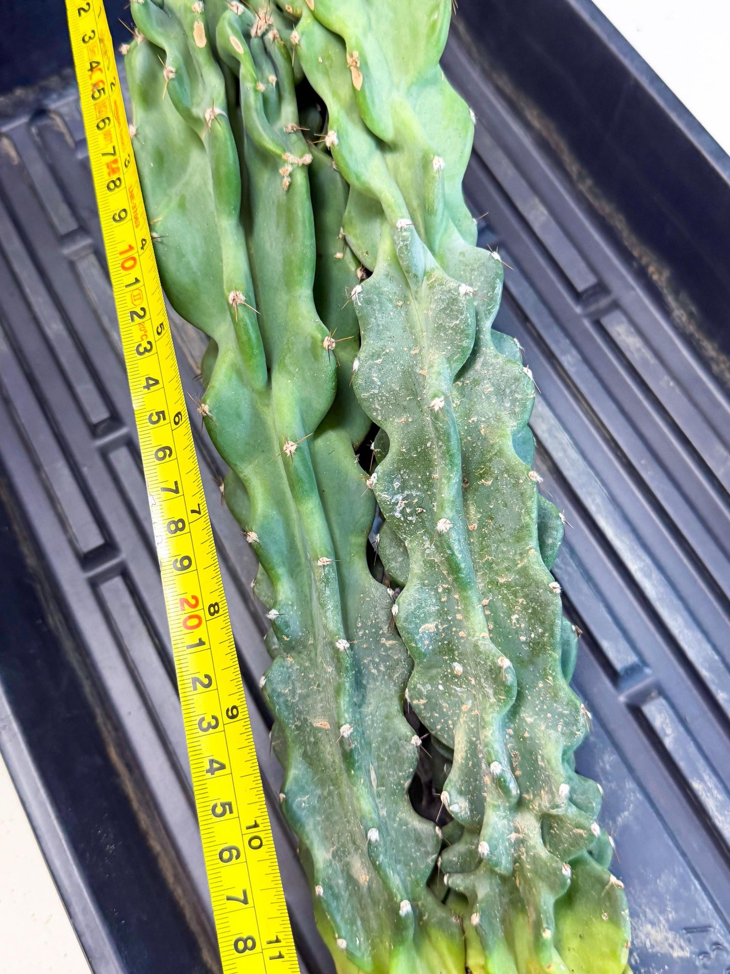 Cereus Peruvianus Monstrosus (pp) | Rare Cactus