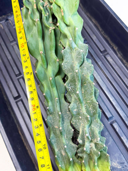 Cereus Peruvianus Monstrosus (pp) | Rare Cactus