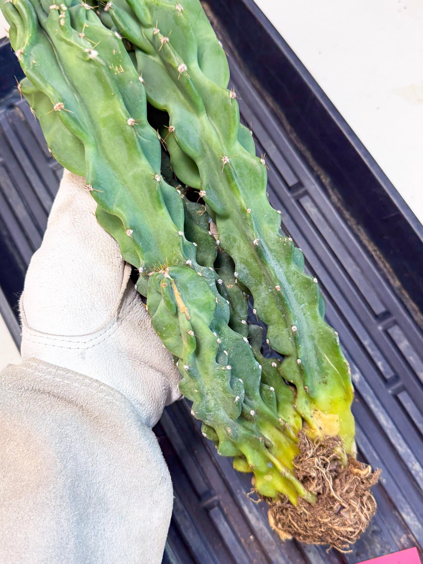 Cereus Peruvianus Monstrosus (pp) | Rare Cactus