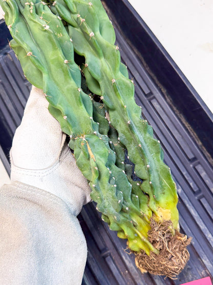 Cereus Peruvianus Monstrosus (pp) | Rare Cactus
