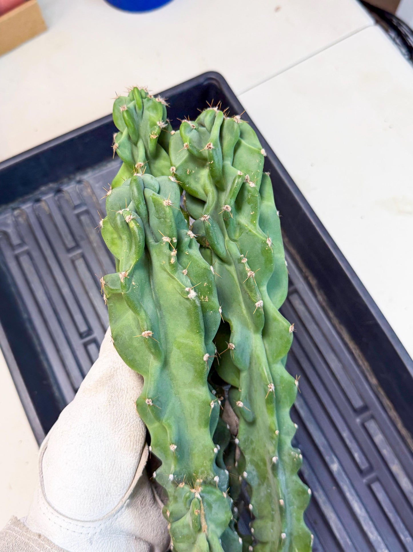 Cereus Peruvianus Monstrosus (pp) | Rare Cactus