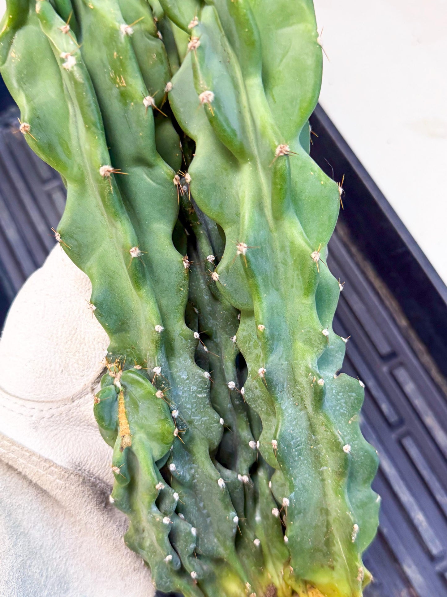 Cereus Peruvianus Monstrosus (pp) | Rare Cactus