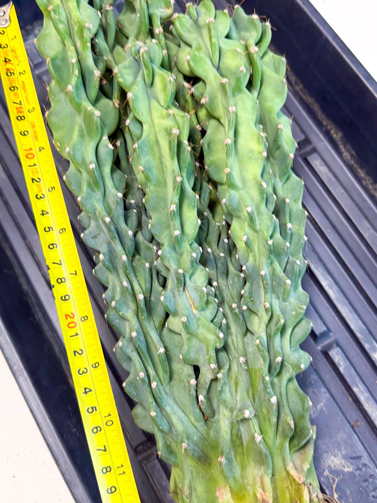 Cereus Peruvianus Monstrosus (010) | Rare Cactus