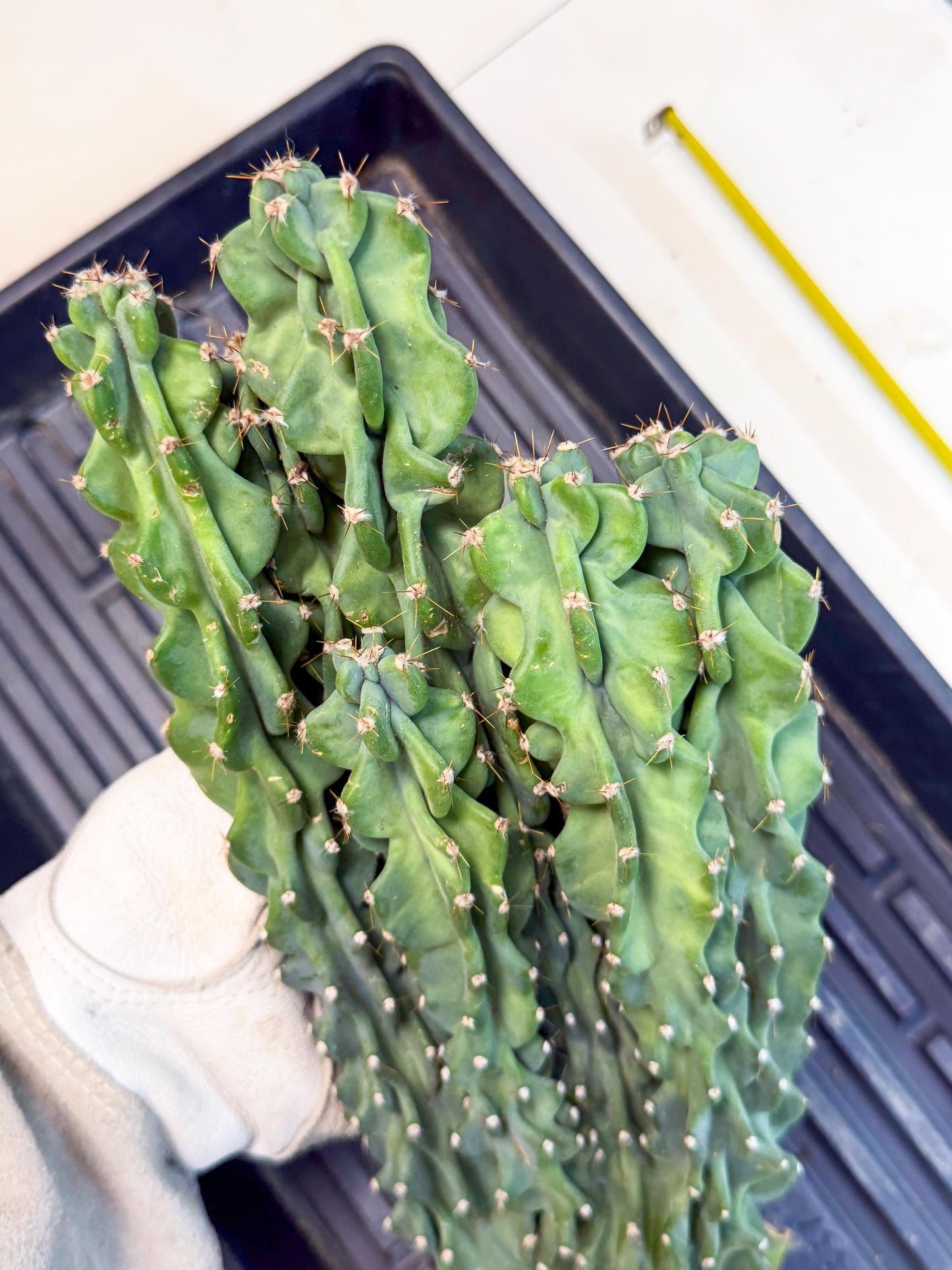 Cereus Peruvianus Monstrosus (010) | Rare Cactus