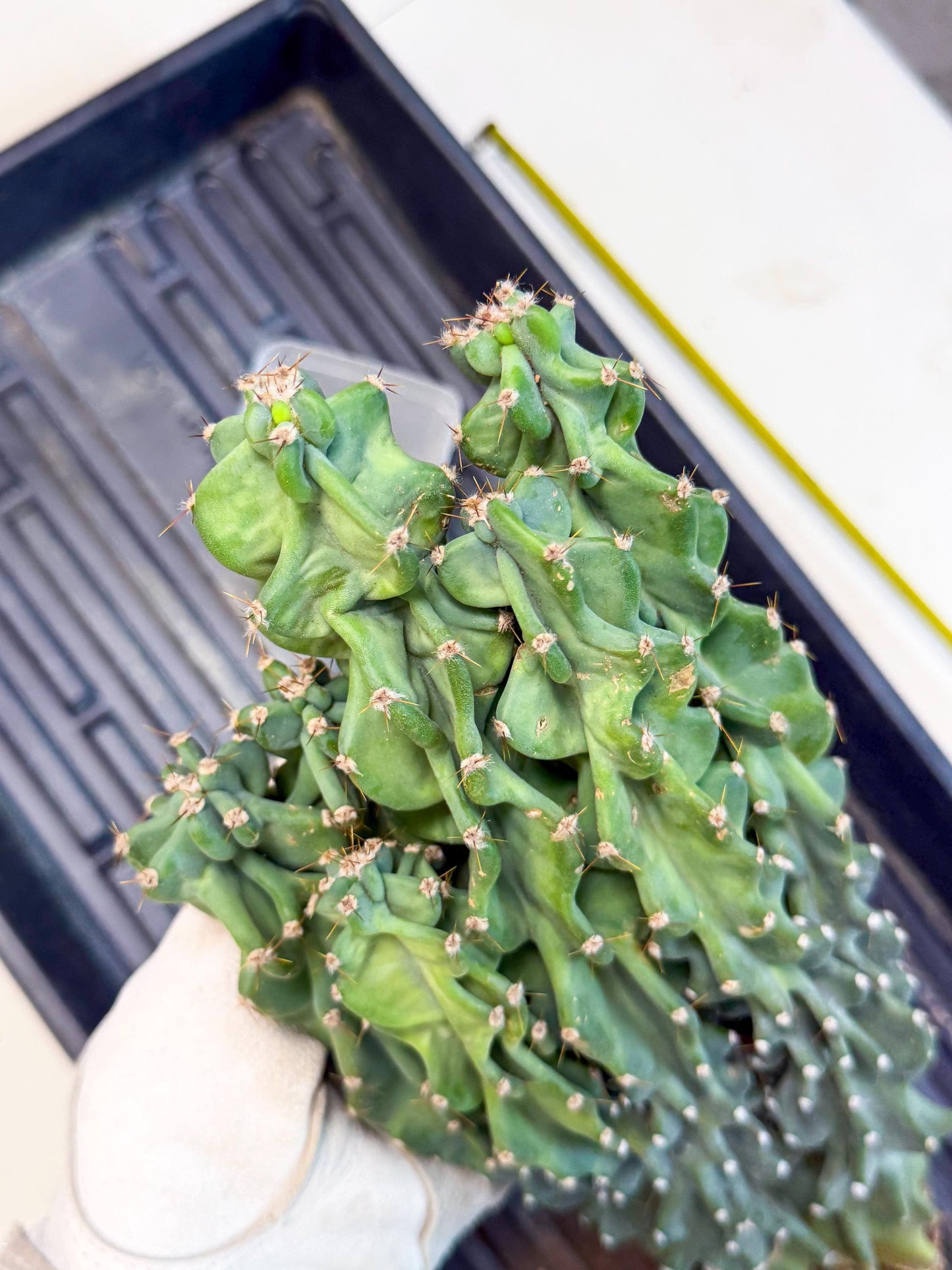 Cereus Peruvianus Monstrosus (010) | Rare Cactus