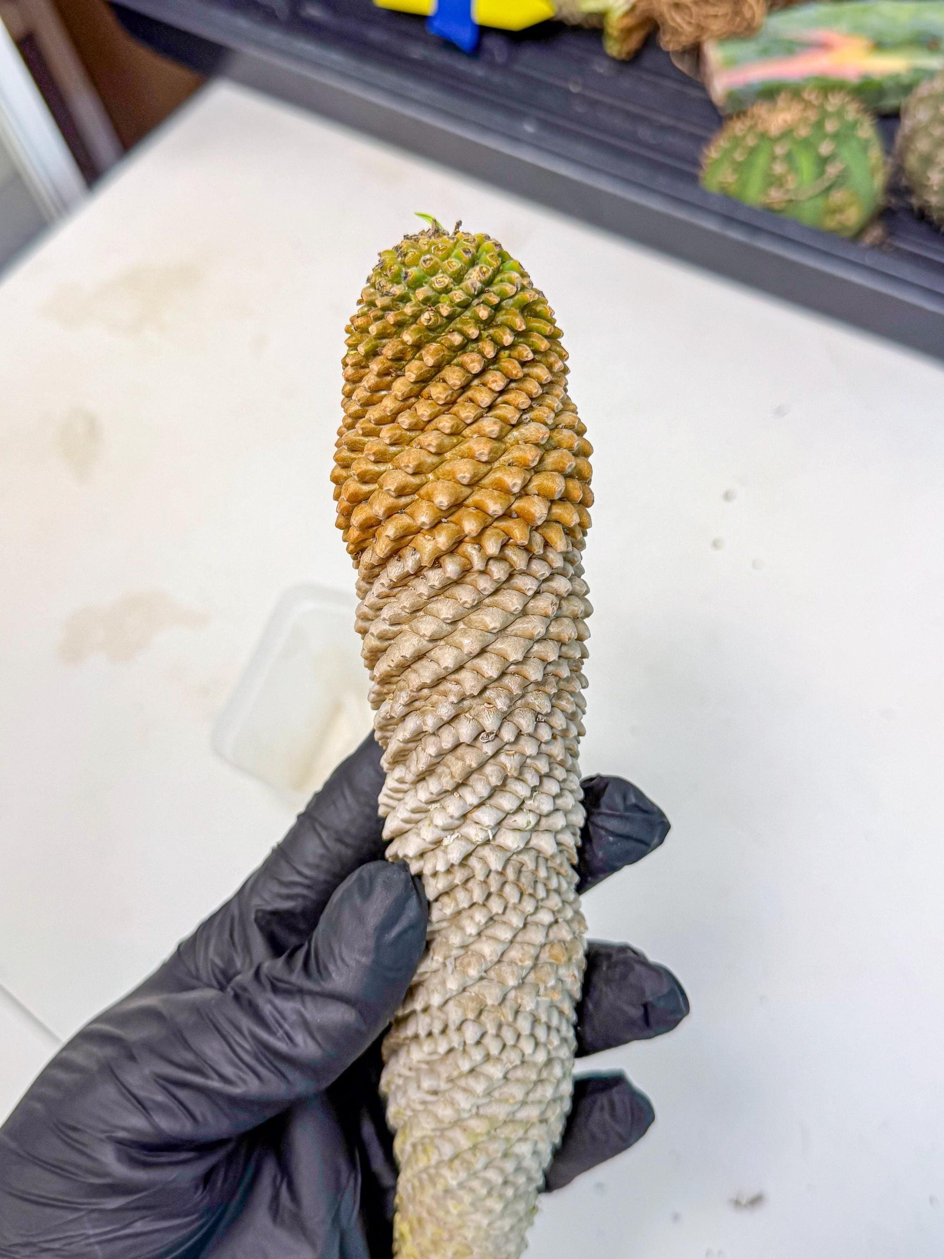 Euphorb Kaimagyoku/ Hypogaea (pp) | Rare Plant