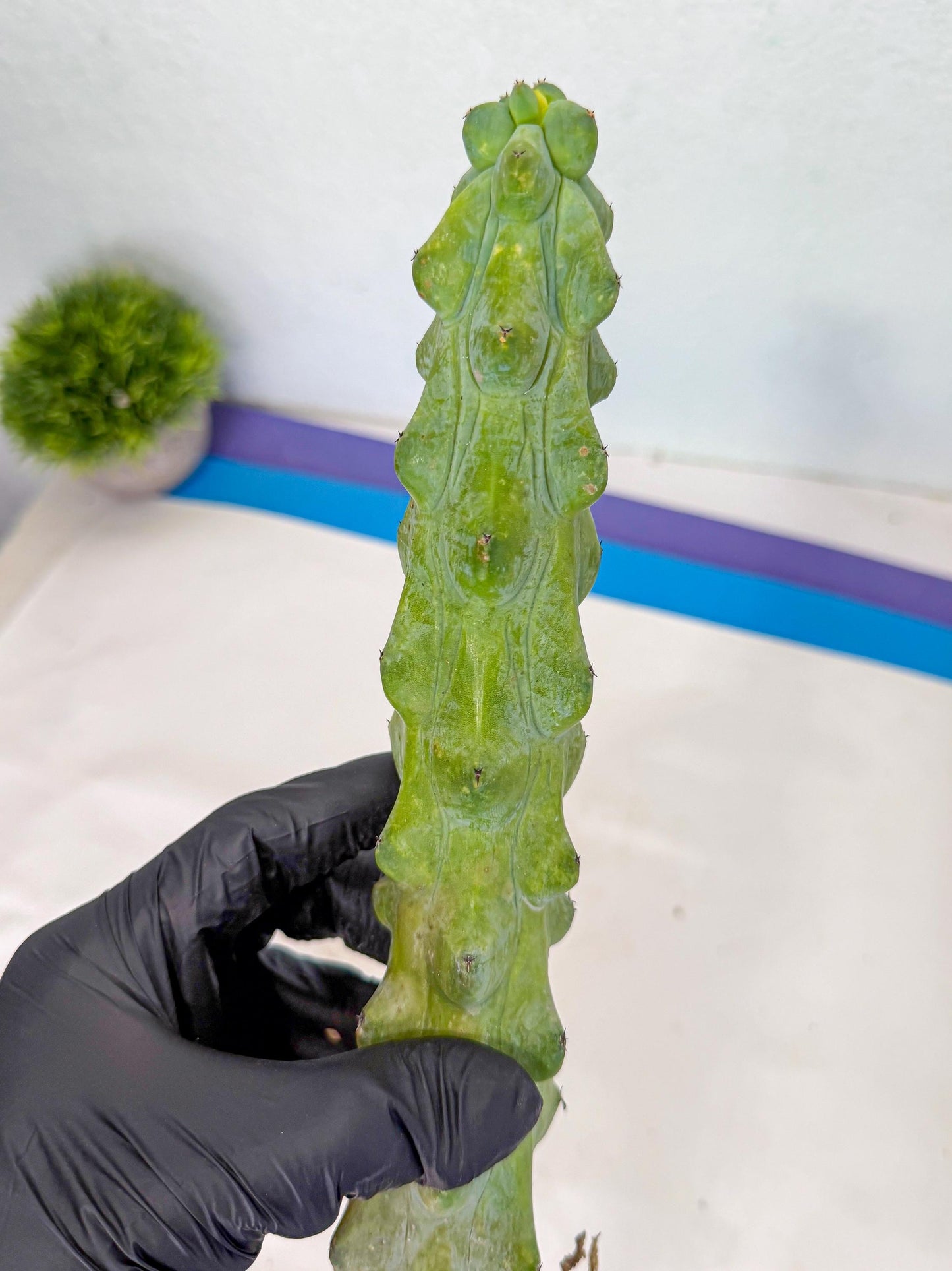 Boobie Cactus (yy) | Myrtillocactus geometrizans