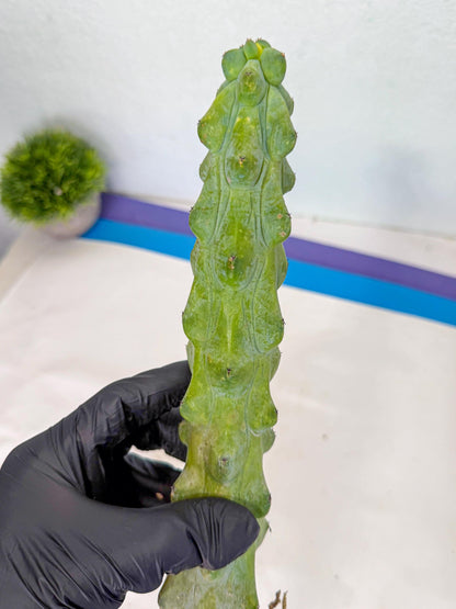 Boobie Cactus (yy) | Myrtillocactus geometrizans