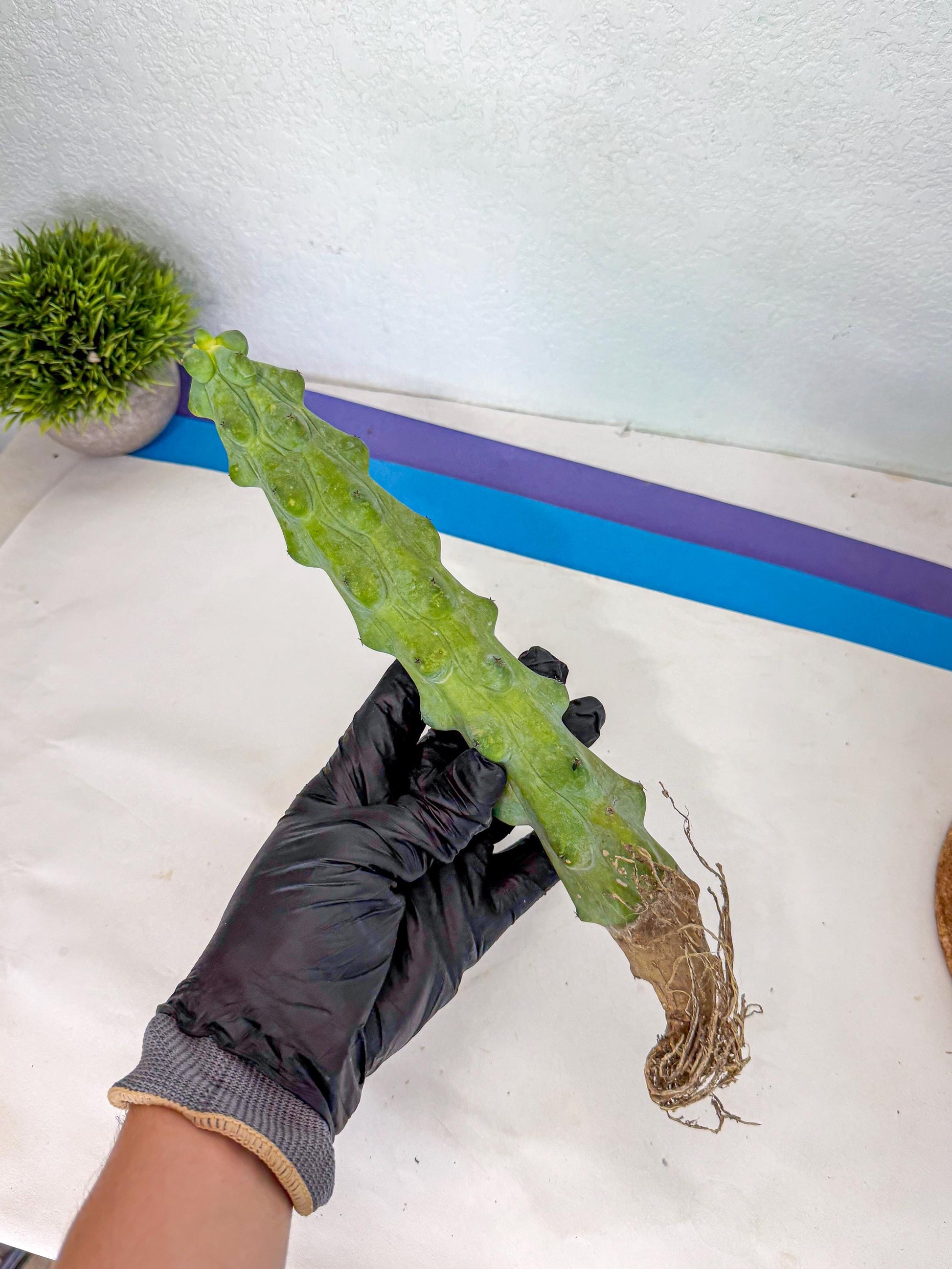Boobie Cactus (yy) | Myrtillocactus geometrizans