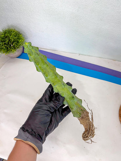 Boobie Cactus (yy) | Myrtillocactus geometrizans