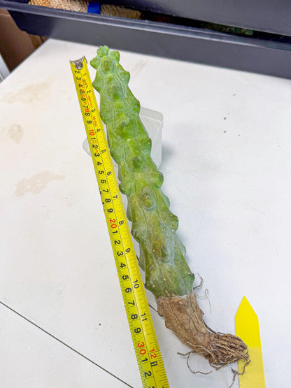 Boobie Cactus (yy) | Myrtillocactus geometrizans