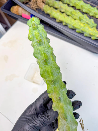 Boobie Cactus (yy) | Myrtillocactus geometrizans