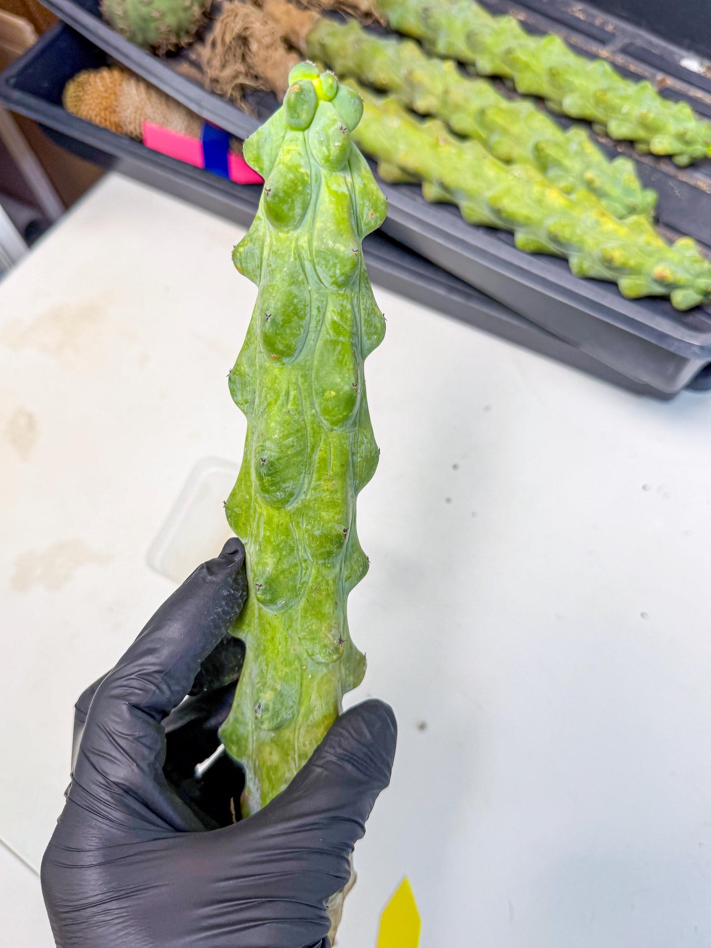 Boobie Cactus (yy) | Myrtillocactus geometrizans