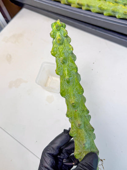 Boobie Cactus (rr) | Myrtillocactus geometrizans