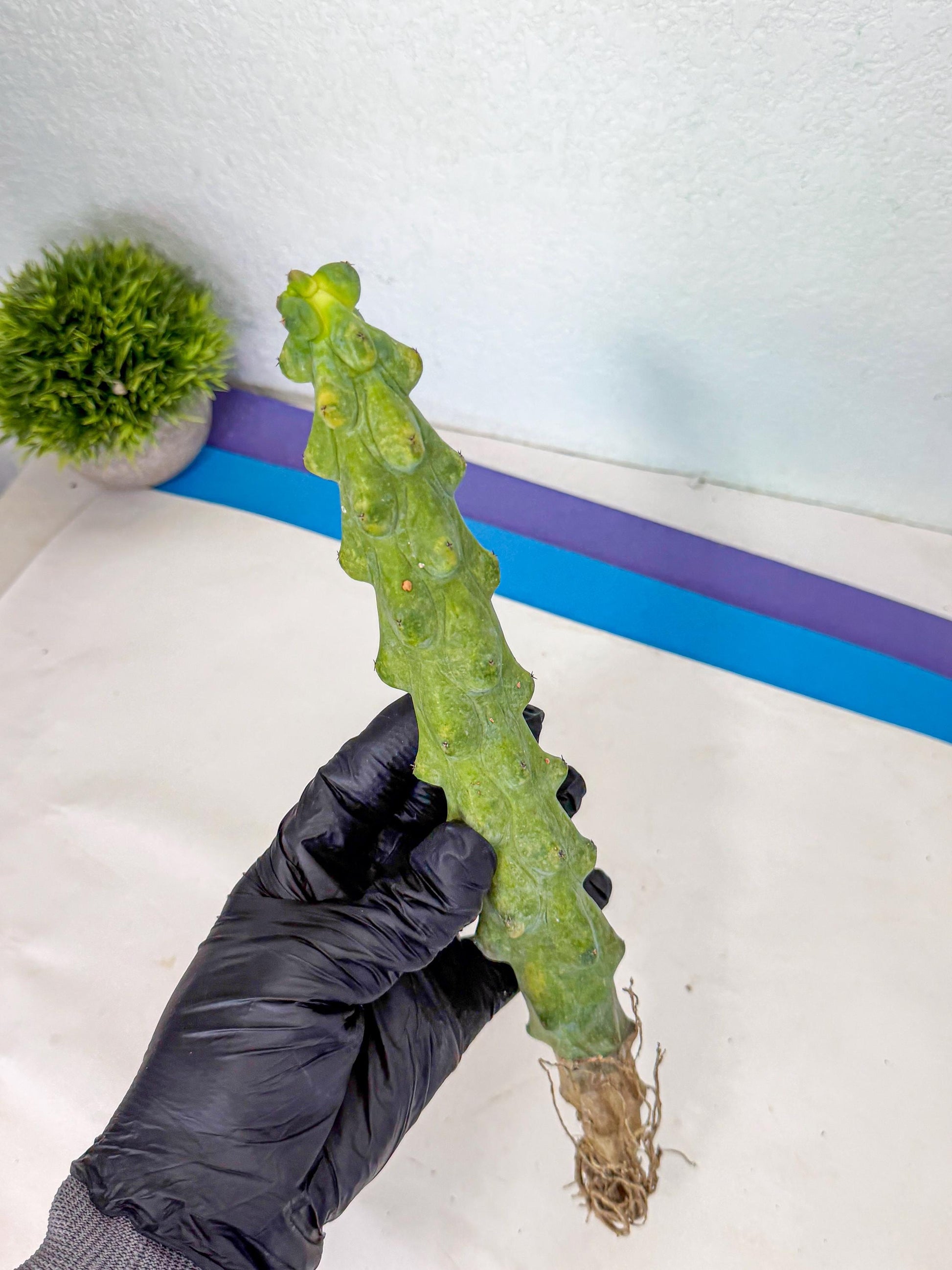 Boobie Cactus (rr) | Myrtillocactus geometrizans