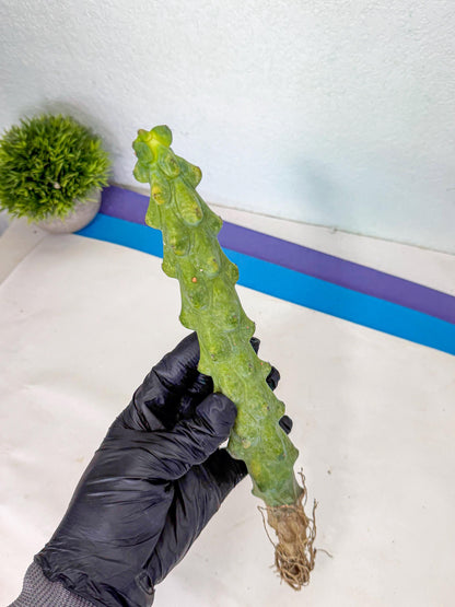 Boobie Cactus (rr) | Myrtillocactus geometrizans