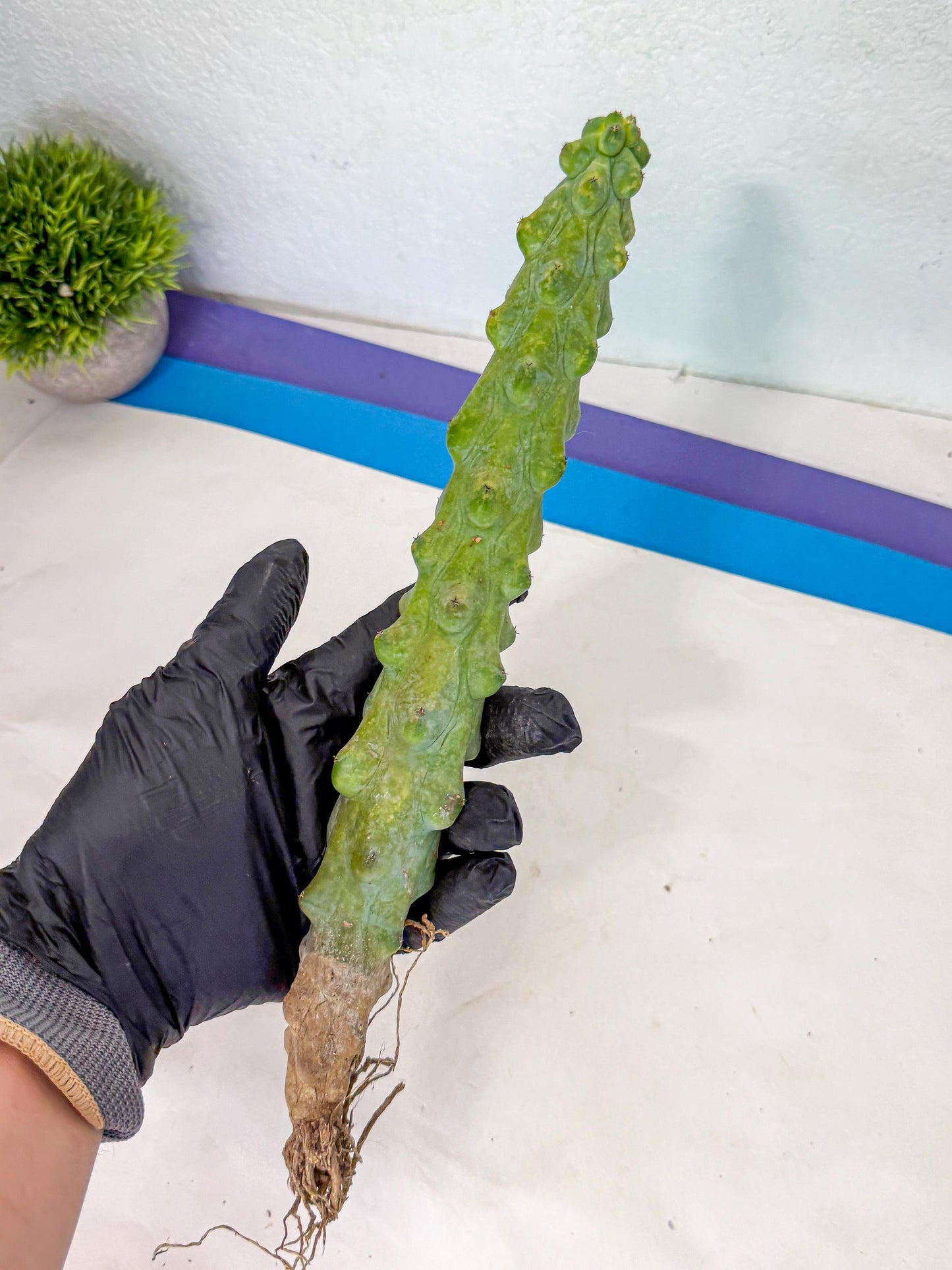 Boobie Cactus (rr) | Myrtillocactus geometrizans