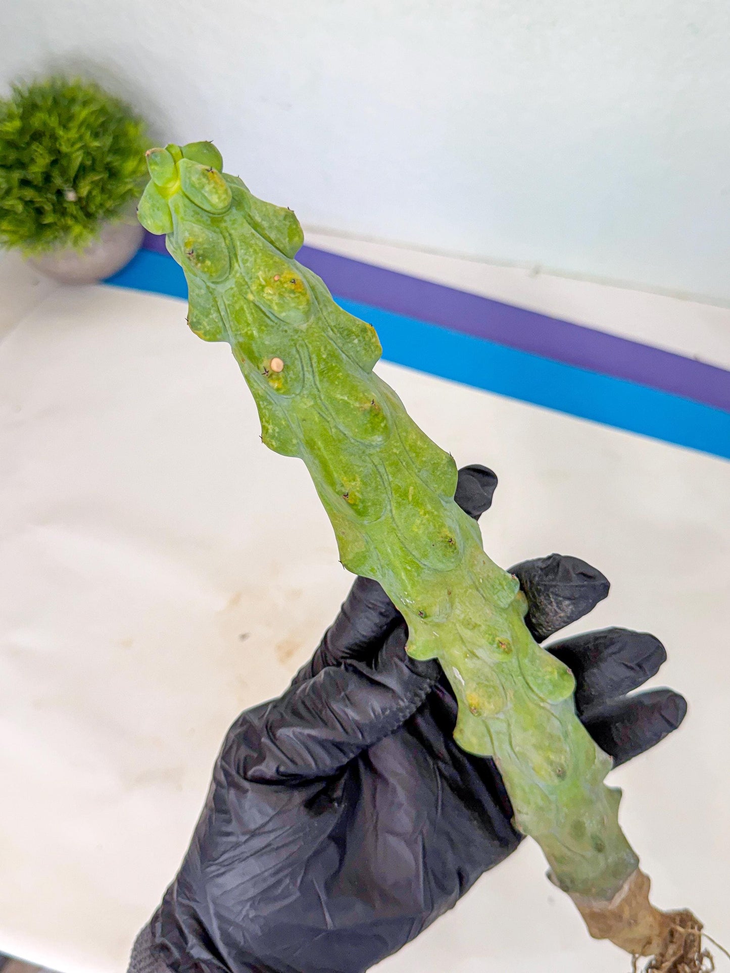 Boobie Cactus (gg) | Myrtillocactus geometrizans
