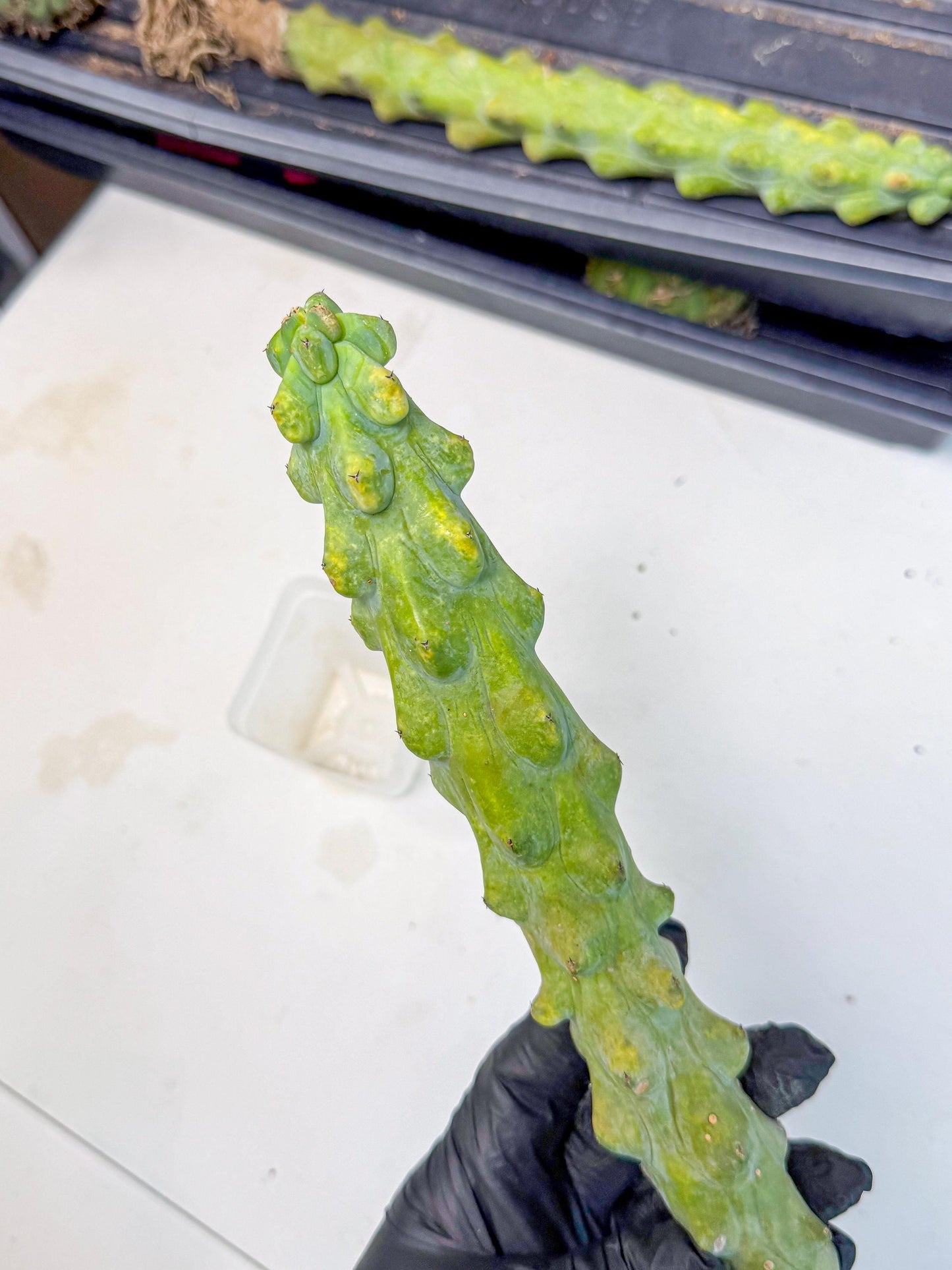 Boobie Cactus (gg) | Myrtillocactus geometrizans
