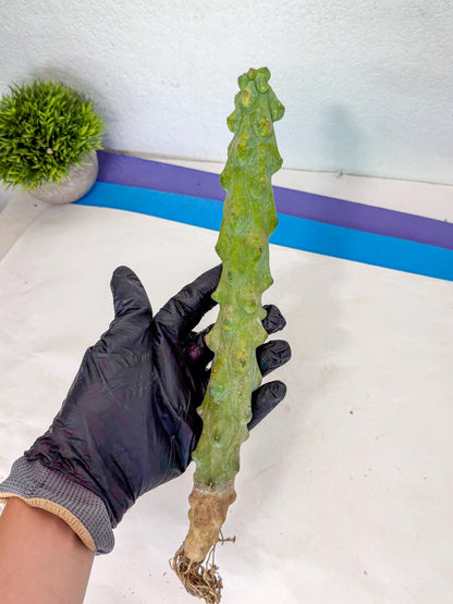 Boobie Cactus (gg) | Myrtillocactus geometrizans